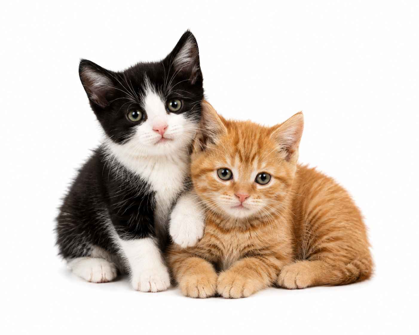 home pet sitting location